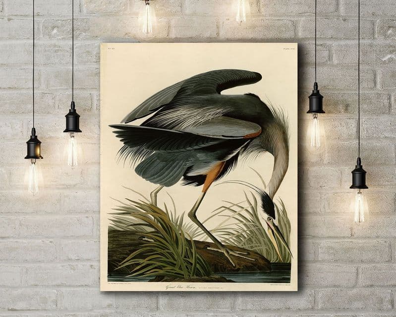 John James Audubon: Great Blue Heron. Birds of America, Plate 211. Fine Art Canvas.