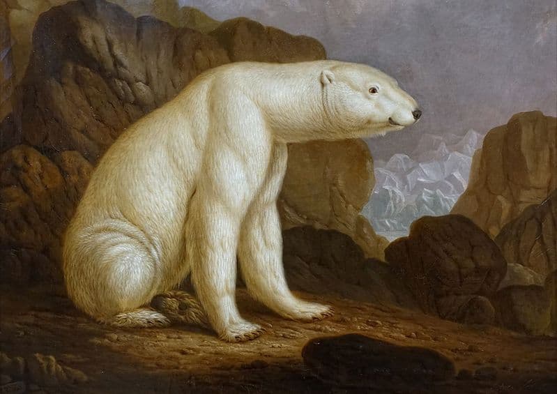 Kehrer, Christian Wilhelm: Polar Bear. Fine Art Print/Poster