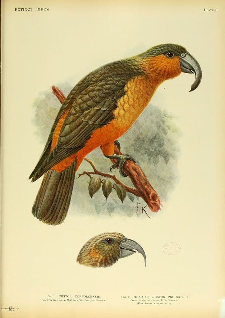 Keulemans, Johannes Gerardus: The Norfolk Island Kaka (Nestor Productus. Art Print/Poster (4914)