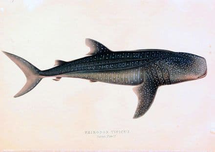 One of the First Occurences of a Whale Shark's Drawing, 1845. Fine Art Print/Poster (5406)