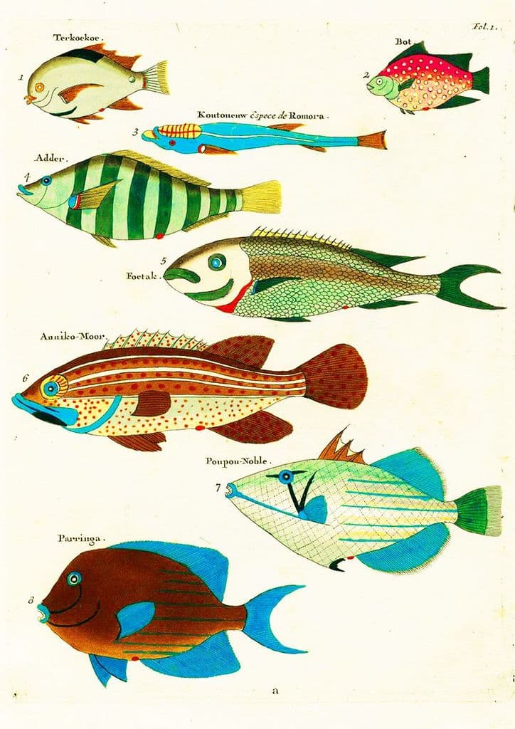 Renard, Louis: Illustrations of Marine Life Found in Moluccas (Indonesia). Art Print/Poster (4967)