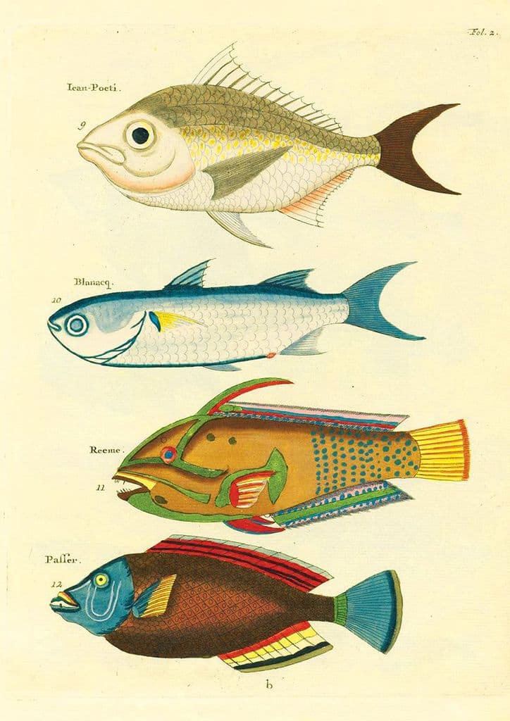 Renard, Louis: Illustrations of Marine Life Found in Moluccas (Indonesia). Art Print/Poster (4968)