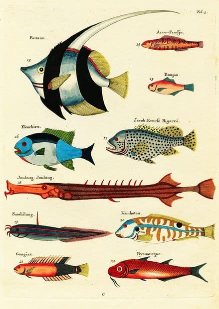 Renard, Louis: Illustrations of Marine Life Found in Moluccas (Indonesia). Art Print/Poster (4969)