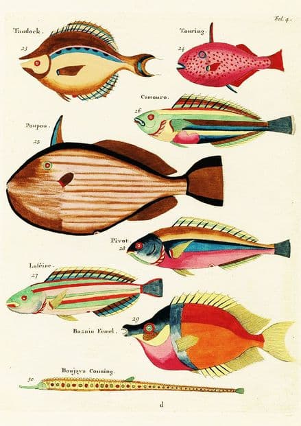 Renard, Louis: Illustrations of Marine Life Found in Moluccas (Indonesia). Art Print/Poster (4970)