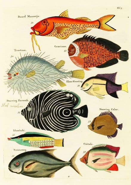 Renard, Louis: Illustrations of Marine Life Found in Moluccas (Indonesia). Art Print/Poster (4971)
