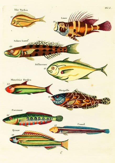 Renard, Louis: Illustrations of Marine Life Found in Moluccas (Indonesia). Art Print/Poster (4972)