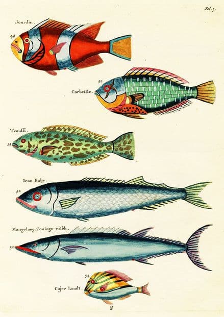 Renard, Louis: Illustrations of Marine Life Found in Moluccas (Indonesia). Art Print/Poster (4973)