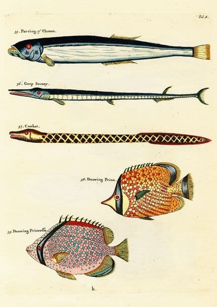 Renard, Louis: Illustrations of Marine Life Found in Moluccas (Indonesia). Art Print/Poster (4974)