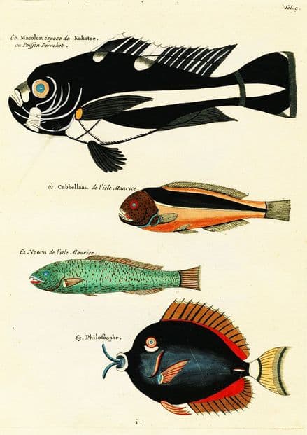 Renard, Louis: Illustrations of Marine Life Found in Moluccas (Indonesia). Art Print/Poster (4975)