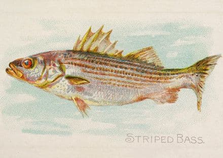 Striped Bass, from the Fish from American Waters series (N8) for Allen & Ginter Cigarettes (5228)