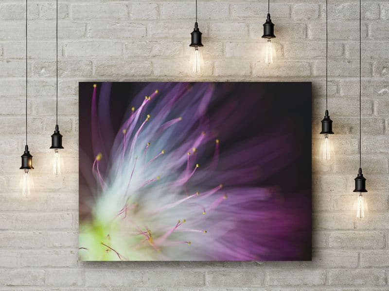 The Will-o-the-Wisp by Art Lionse. Albizia Purple Flower Detail. Photographic Art Canvas