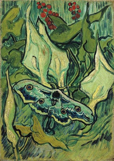 Van Gogh, Vincent: Emperor Moth. Fine Art Print/Poster. Sizes: A4/A3/A2/A1 (0064)