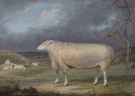 Ward, James: A Border Leicester Ewe. Fine Art Print/Poster. Sizes: A4/A3/A2/A1 (002289)