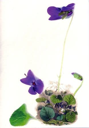 Gift Card - Sweet Violet (Viola Odorata)