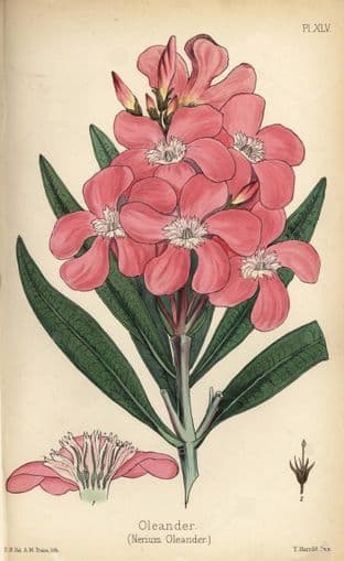 Hamilton, E - The Flora Homeopathica