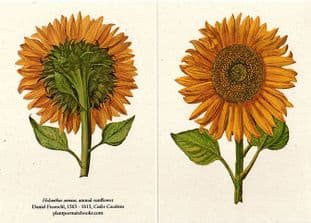 Helianthus Annus -  Double Sided Greetings Card