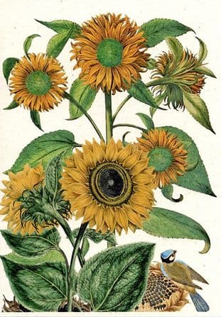 Sunflowers - Greetings Card