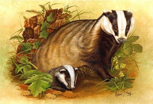 Badger & Cub Open Edition Signed Print RMWL05