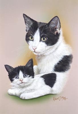 Black White Shorthair Cat Kitten Print
