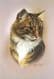 Brown Tabby Shorthair Cat Print