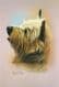Cairn Terrier Head study Print RMDH36