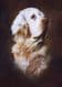 Clumber Spaniel Limited Edition Print RMLE55