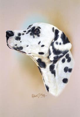 Dalmatian Head Study Print RMDH61