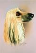DOGS PRINTS BY BREED.....Afghan Hound