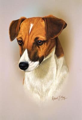 Jack Russell Head Study Print RMDH88