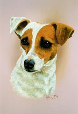 Jack Russell Head Study Print RMDH89