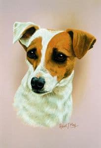 Jack Russell Head Study Print RMDH89