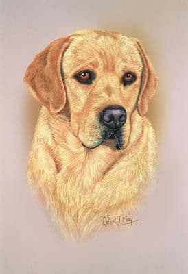 Labrador Retriever Head Study Print RMDH98