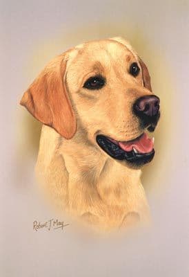 Labrador Retriever Head Study Print RMDH99