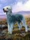 Limited Edition Bedlington Terrier Print RMLE27