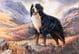 Limited Edition Bernese Mountan Dog Print RMLE16
