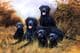 Limited Edition Black Labrador & Pups Print RMLE20