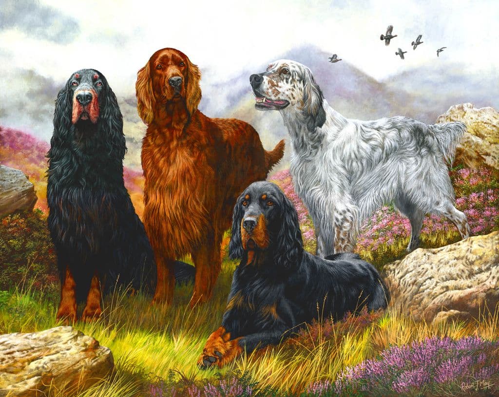 Limited Edition English Irish & Gordon Setter Print RMLE76