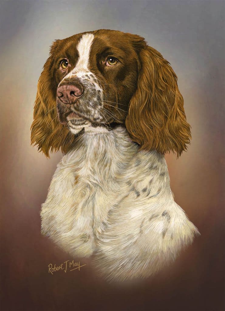 Springer Spaniel Print Limited Edition English Springer Spaniel Print RMLE73