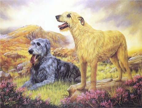 Limited Edition Irish Wolfhound Print RMLE3