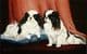 Limited Edition Japanese Chin Print RMLE8