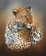 Limited Edition of 50 African Leopard Prints RMLE76