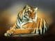 Limited edition of 50 Bengal Tiger Head Study Prints RMLE65