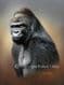 Limited Edition of 50 Gorilla Prints RMLE79