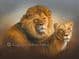 Limited Edition of 50 Lion and Lioness Prints  RMLE77