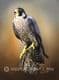 Limited Edition of 50 Peregrine Falcon Prints RMLE82