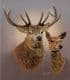 Limited Edition of 50 Red Deer Stag & Hind Prints RMLE58