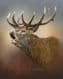 Limited Edition of 50 Red Deer Stag Prints RMLE72