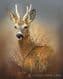 Limited Edition of 50 Roebuck Prints RMLE84