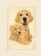 Original Golden Retriever & Pup Painting