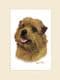Original Norfolk Terrier Painting